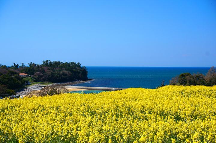 12　周防灘と菜の花.JPG