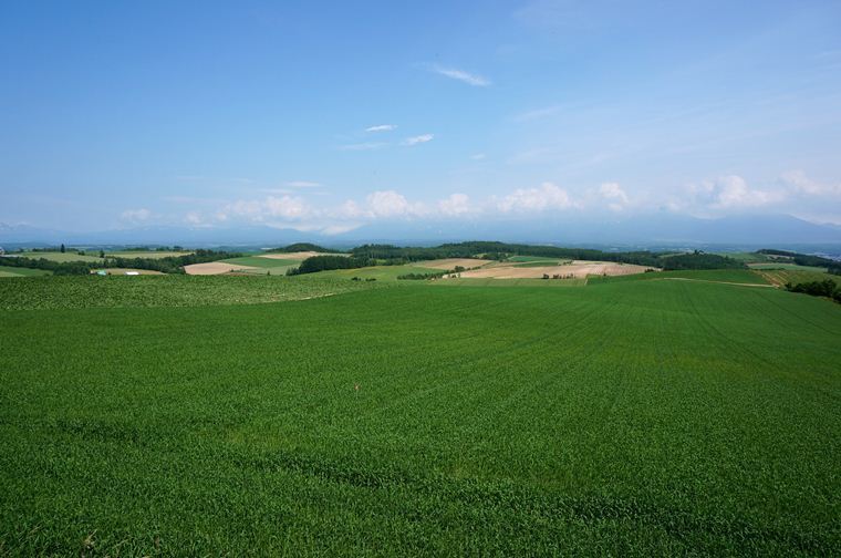 13　麦か牧草.JPG