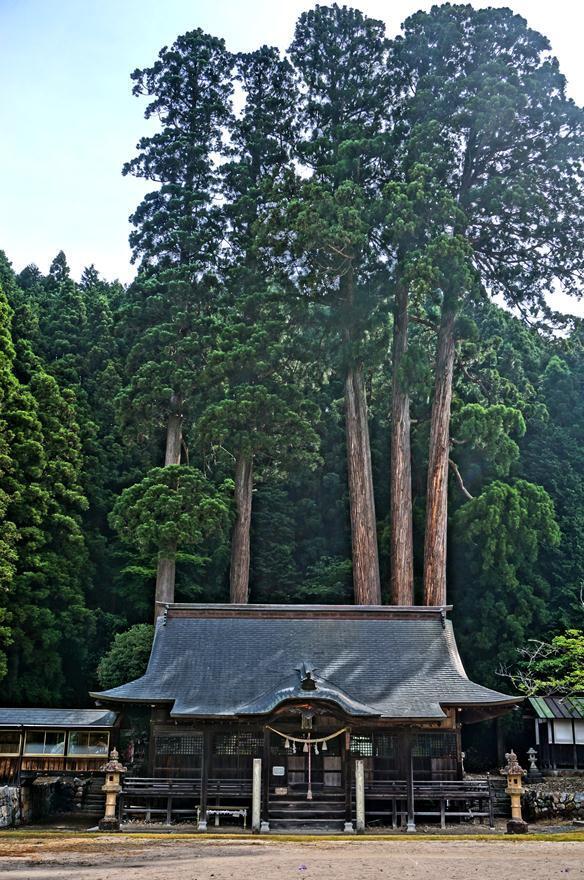 14　神社の神木かな.JPG