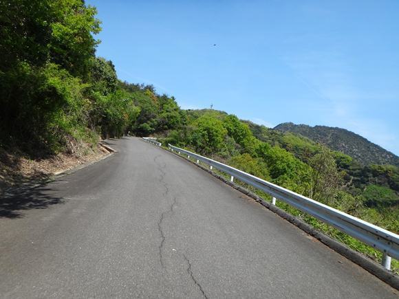 14　綺麗な緑はクヌギの木.JPG