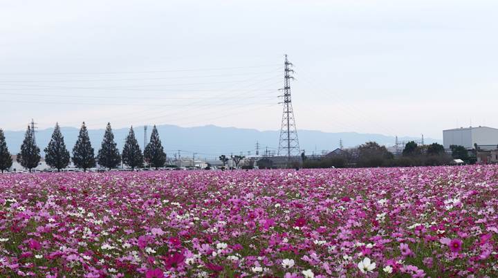 14　花の密度がすごいです.JPG