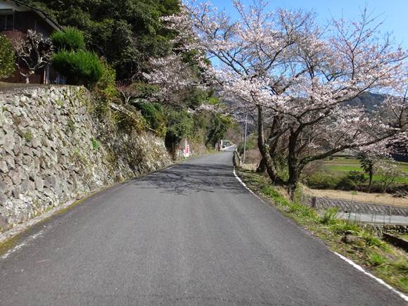 15　７分咲きの桜.JPG