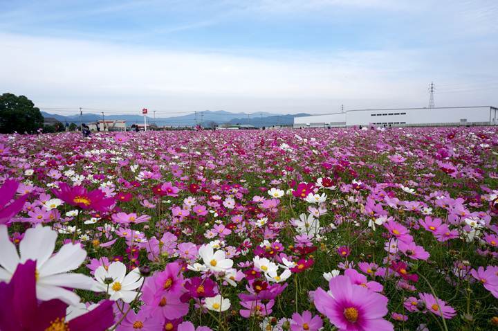 16　高さも揃ってるのでめっちゃ綺麗です.JPG