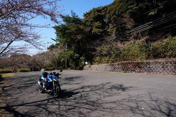 17　桜はまだでした.JPG