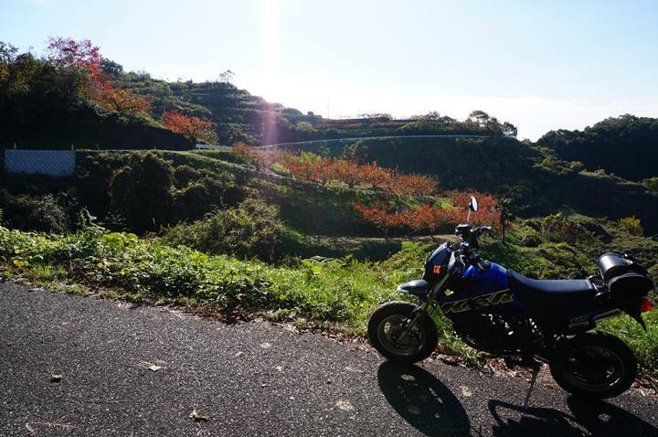 18　県道より綺麗です.JPG