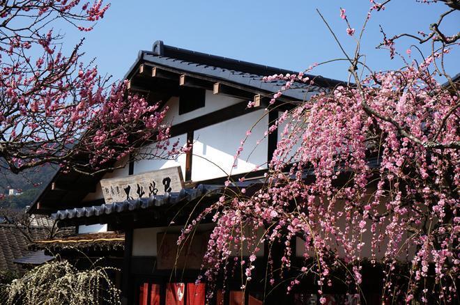 18　茶屋の梅.JPG