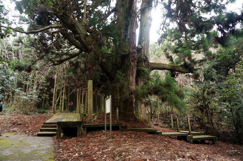 21　これが平川の大杉だ.JPG