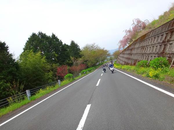 21　しだれ桜が綺麗でした.JPG