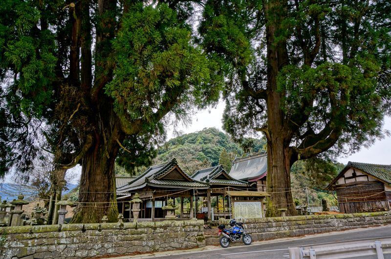 22　藤群神社の大杉.JPG