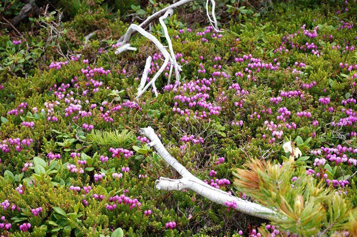 26　高山植物の宝庫.JPG
