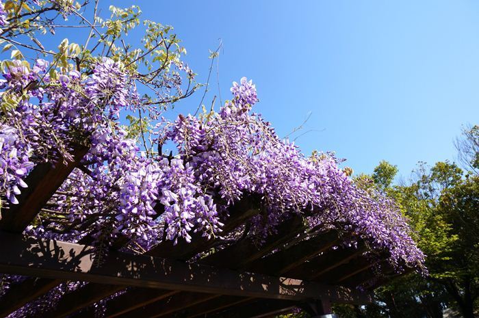2　藤の花は満開.JPG