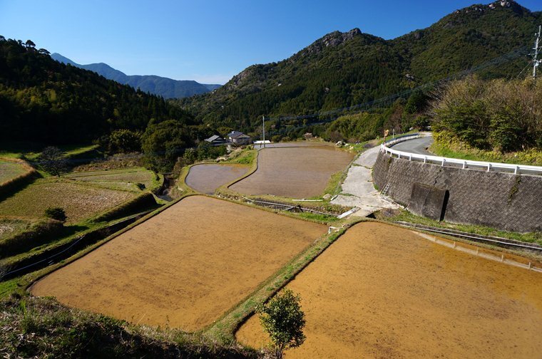 32　南国は田植えも早い.JPG