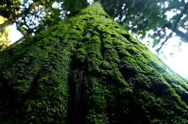 33　岩清水が滴る場所だからか？.JPG