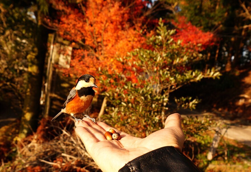 33　指にとまる天使.JPG