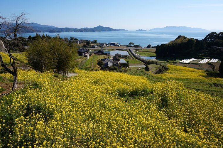 33　菜の花の段々畑.JPG