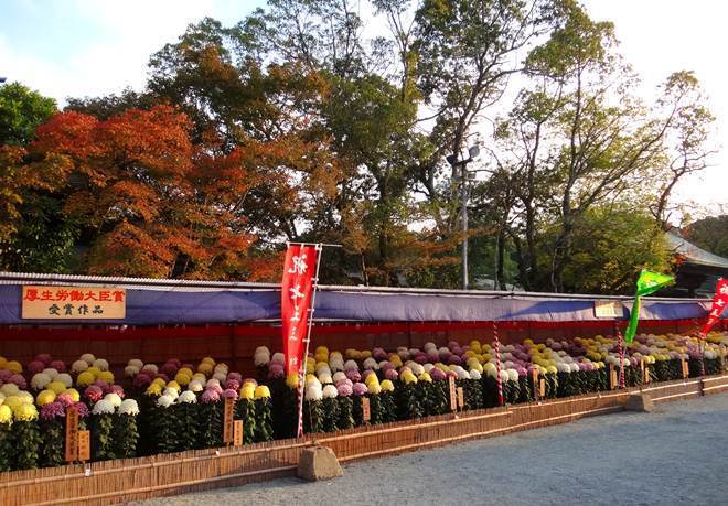 34　大輪の菊.JPG