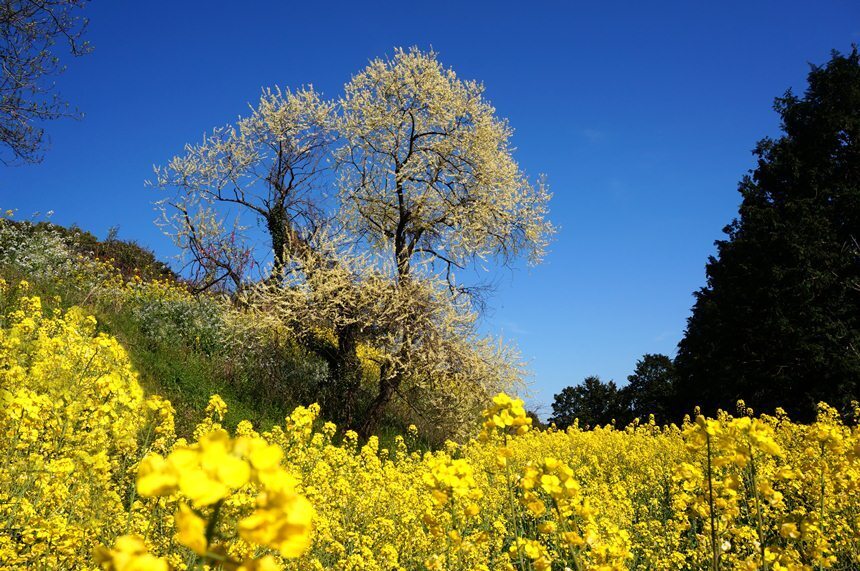 34　黄色い桜？.JPG