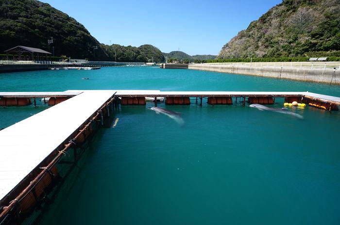 36　和歌山産のイルカ.JPG