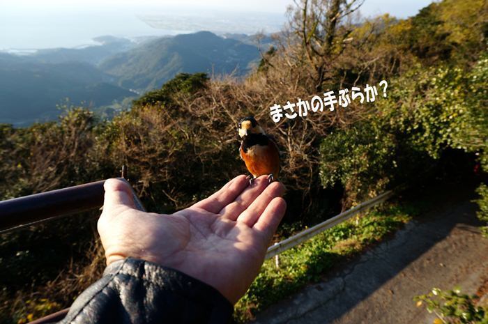 37 無くても来ます.jpg
