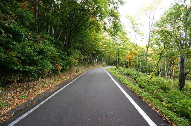 3　綺麗な林道.JPG