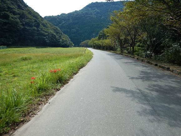 41　彼岸花満開.JPG