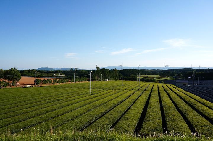 42　お茶畑っていいよね.JPG