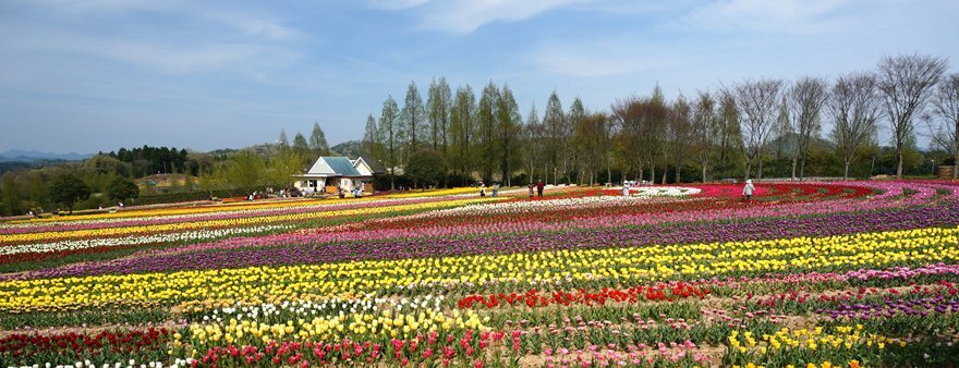 42　植えるの考えたらクラクラする.JPG