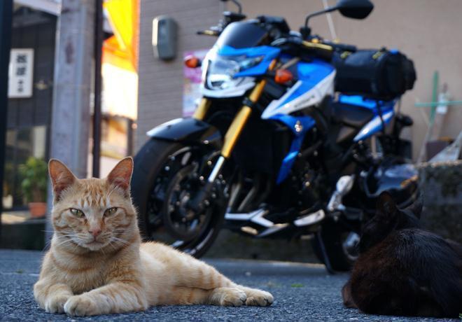43　駐車場のにゃんこ.JPG
