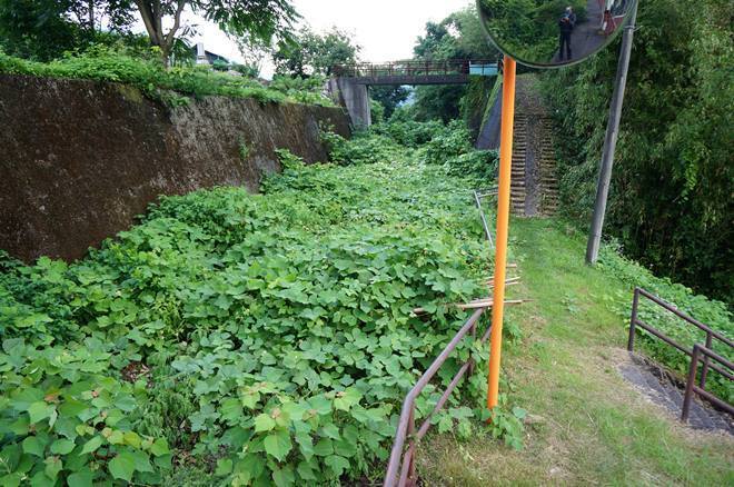 45　雑草のパワーは怖い.JPG