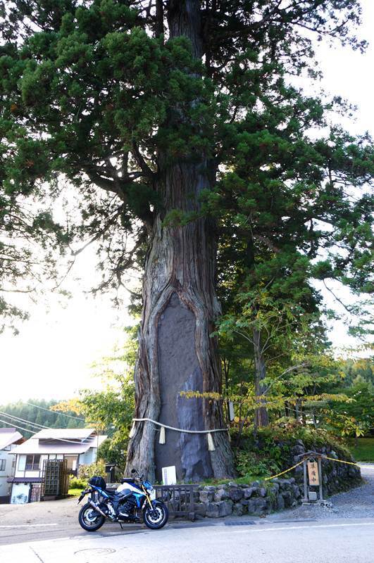 46　でっけぇ杉.JPG