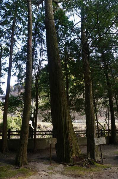 4　普通の杉ですケロ.JPG