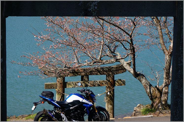 4　鳥越しで.JPG