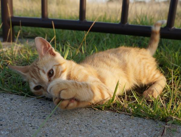 59　海辺の猫.JPG