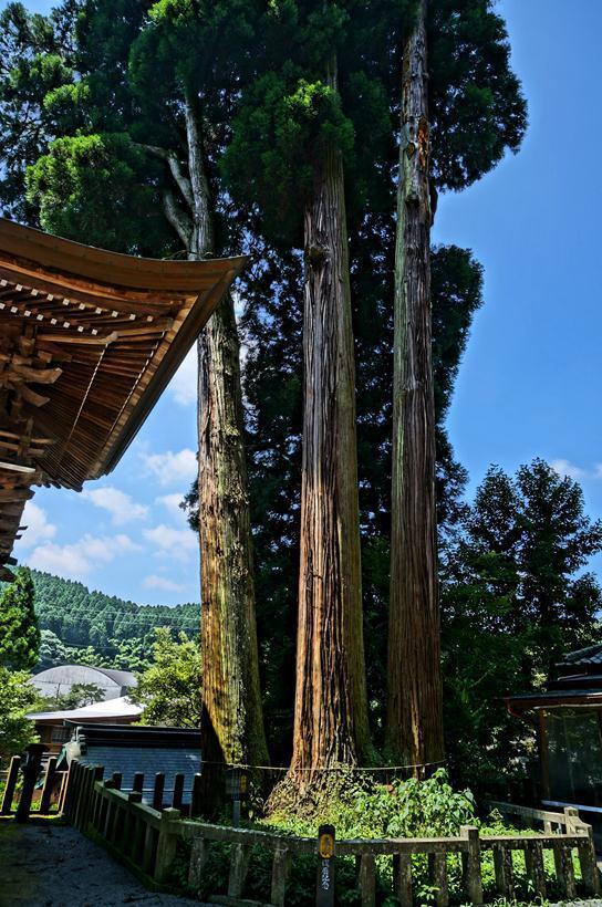 5　三本杉.JPG