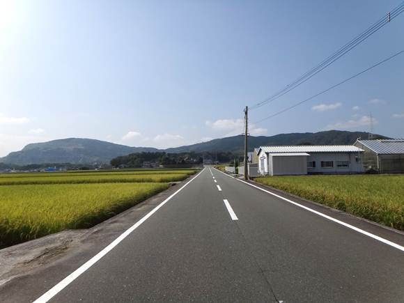 6　稲穂が綺麗.JPG