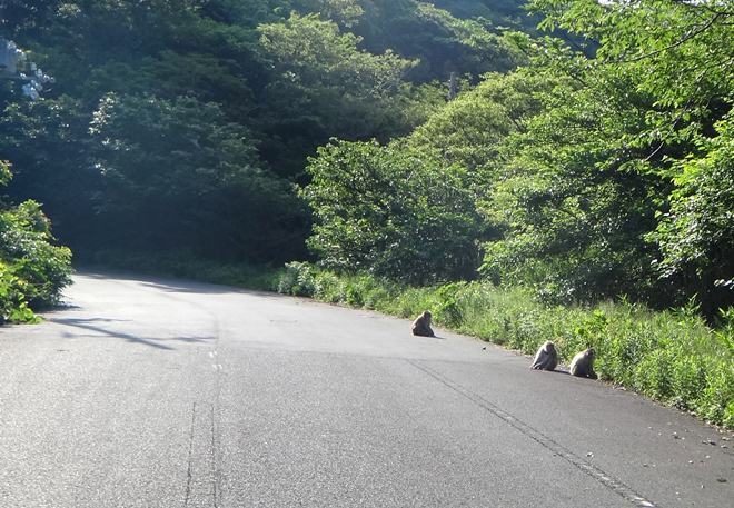 8　サルがいっぱい.JPG