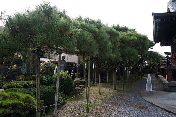 8　地を這う松.JPG