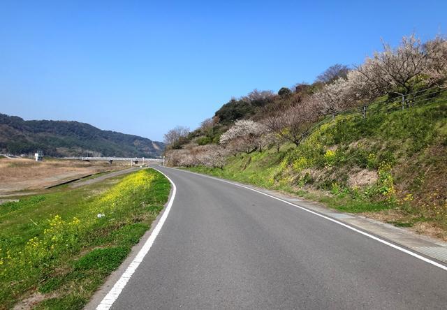 8　本日一番春らしい道.JPG