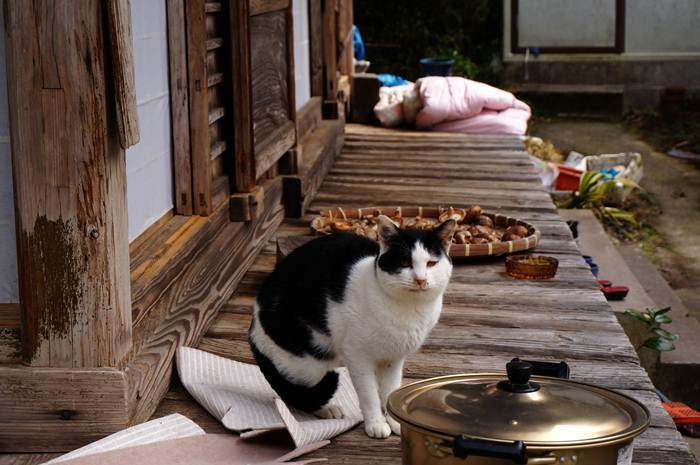 8　猫出ました.JPG