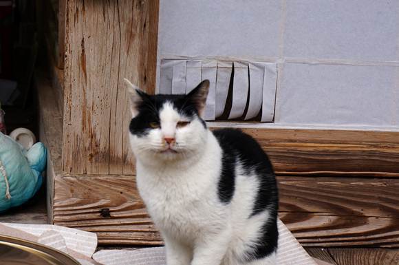 9　猫の道が.JPG