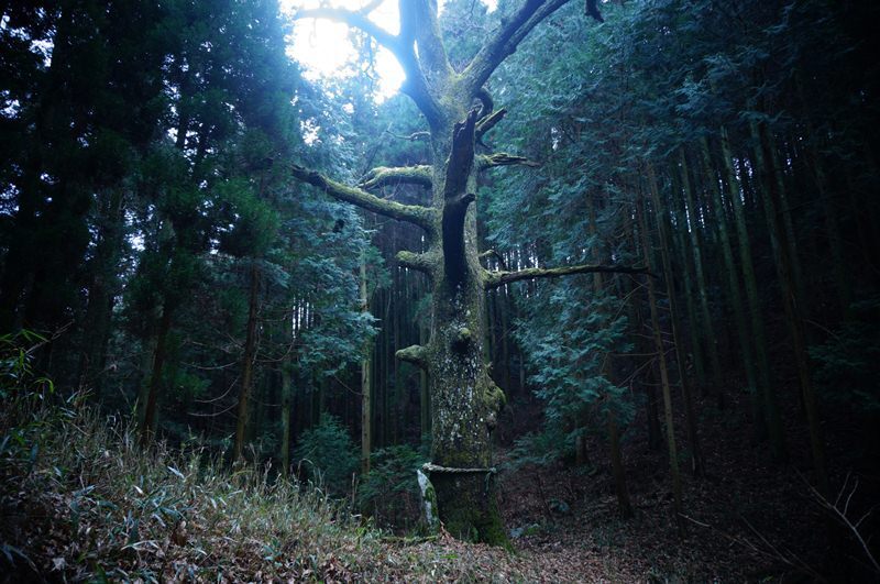 森の中の大クヌギ.JPG